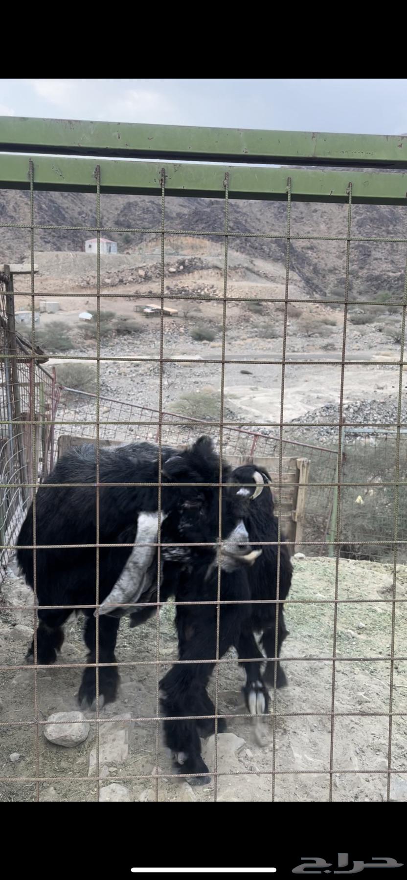 تيس عارضي فحل وصل السوم 1000 ريال64611142139009112