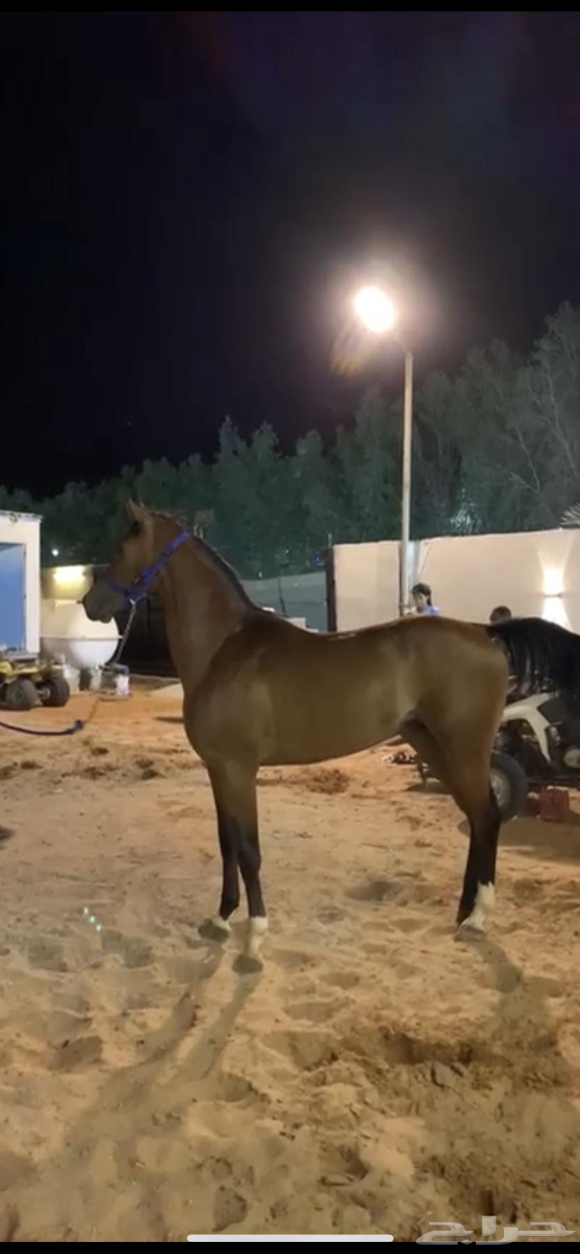 حصان شعبي شيخخ64606098887939110