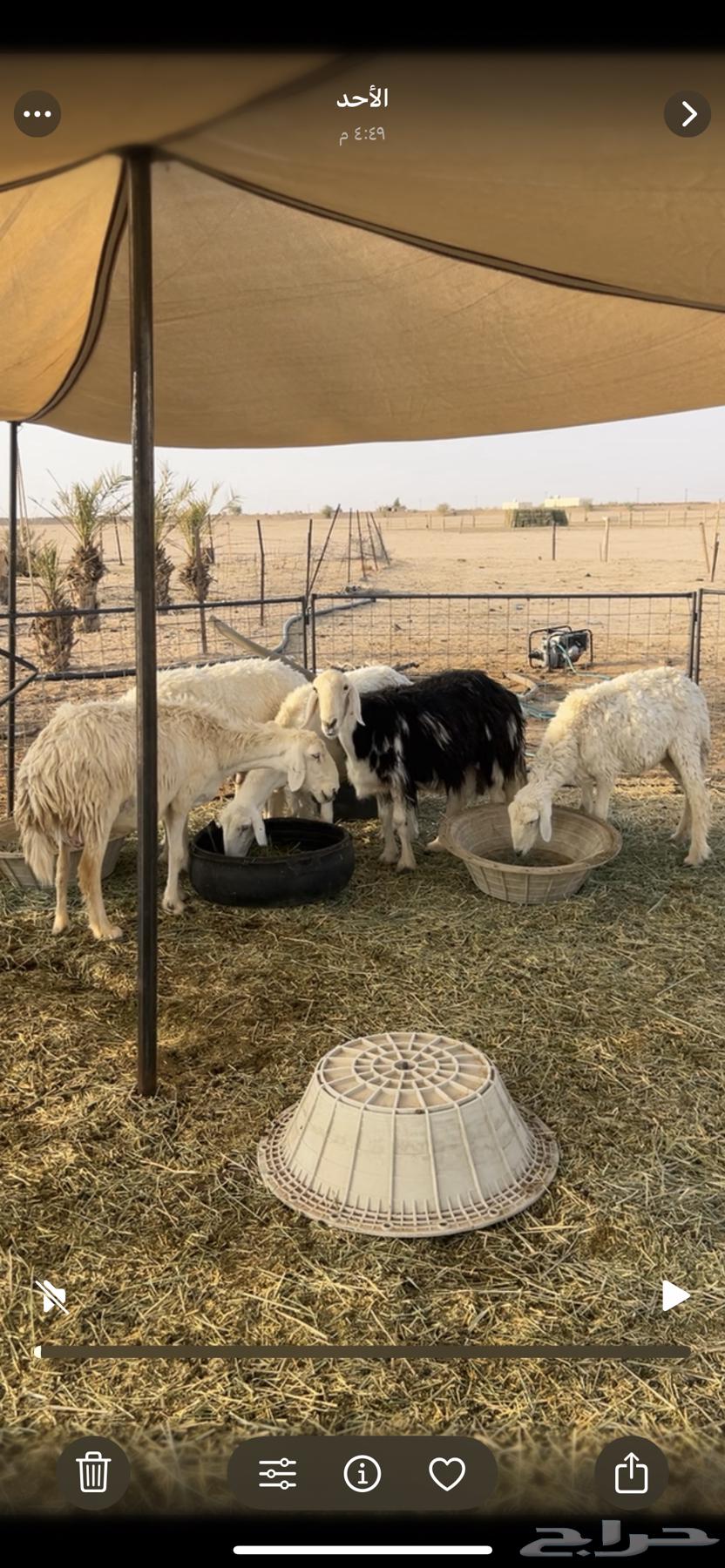 For Sale: Sheep, Najdi Sheep, and Goats64608961019139111