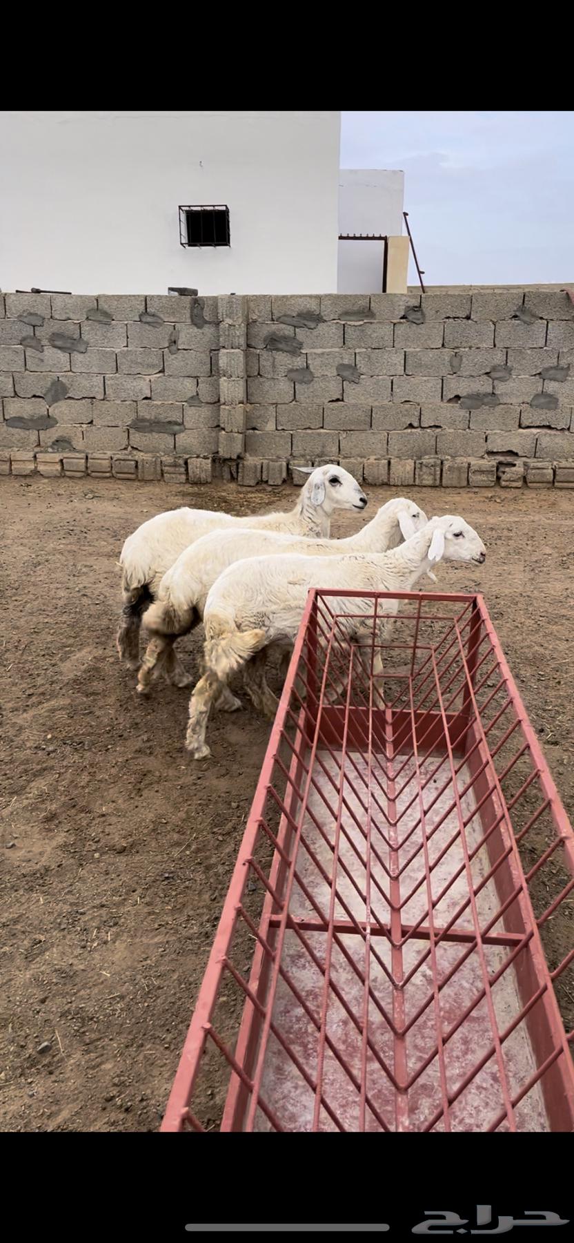 ارخال مقنا ولا ذيح - تم البيع64613802250370111