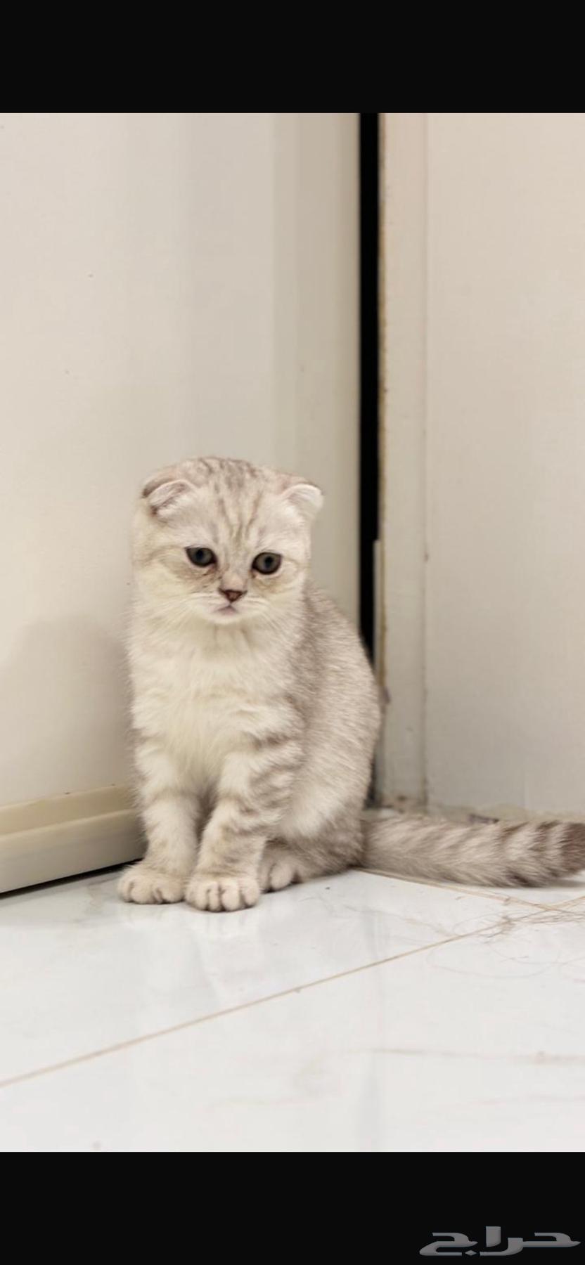 قطط سكوتش فولد و ستريت للبيع64611642422915112