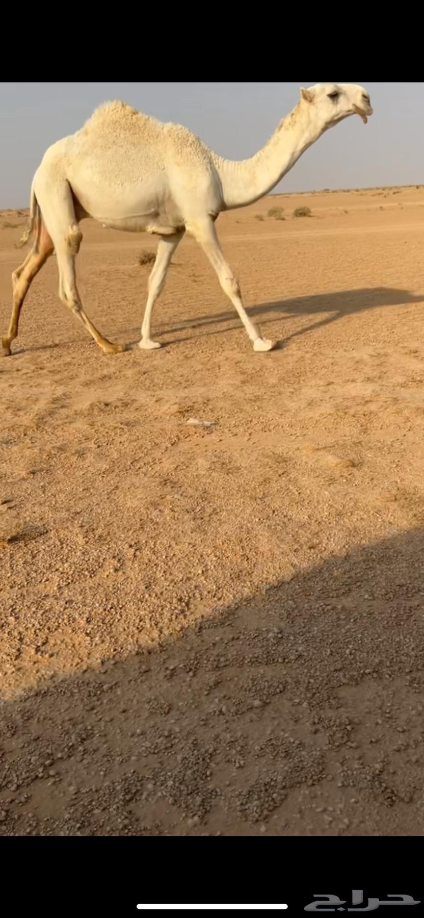 Individual Qa3ood64608315952642111