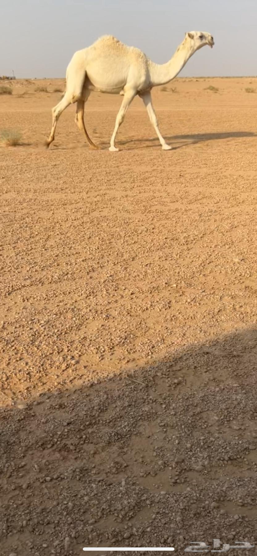 Individual Qa3ood64608315952642112