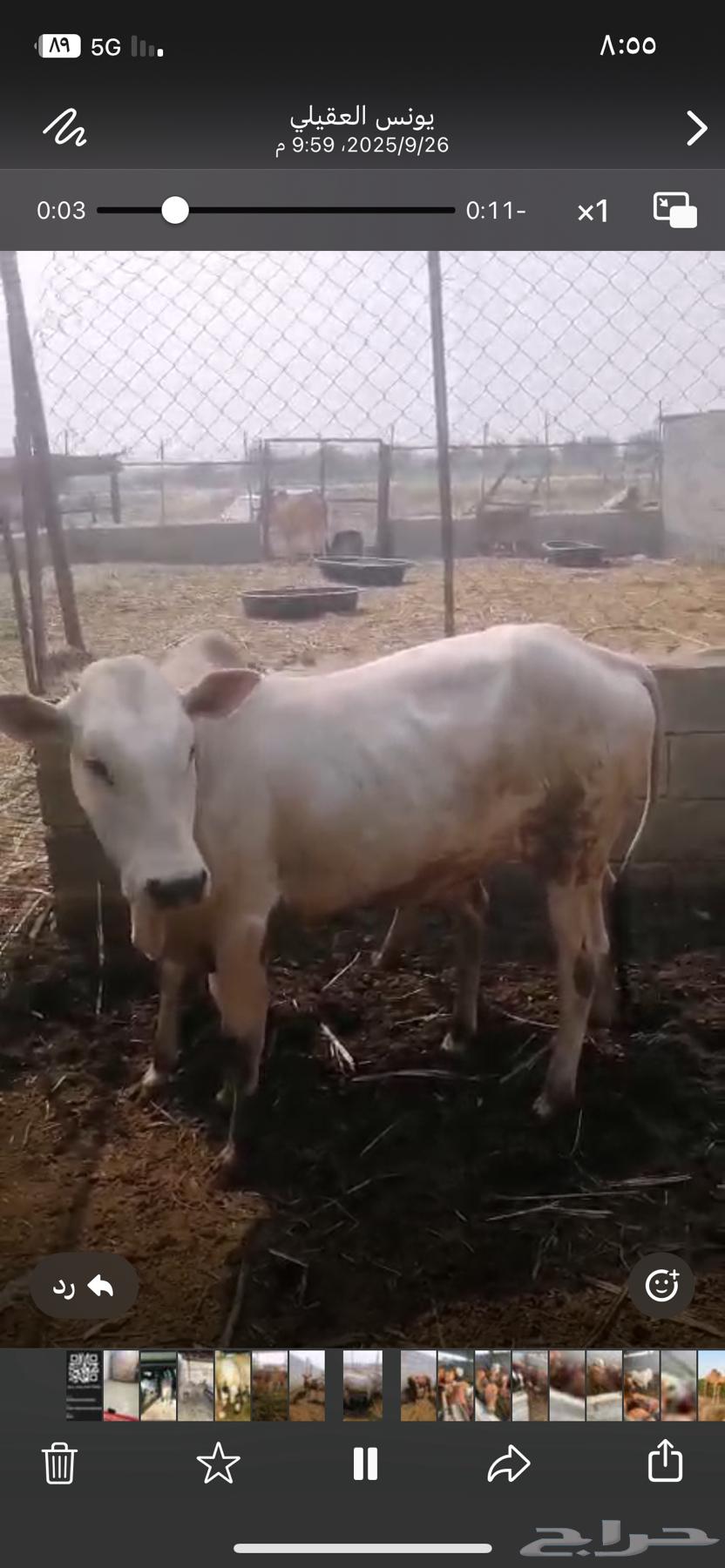 حسيل شركه ربع 125064614559332611114