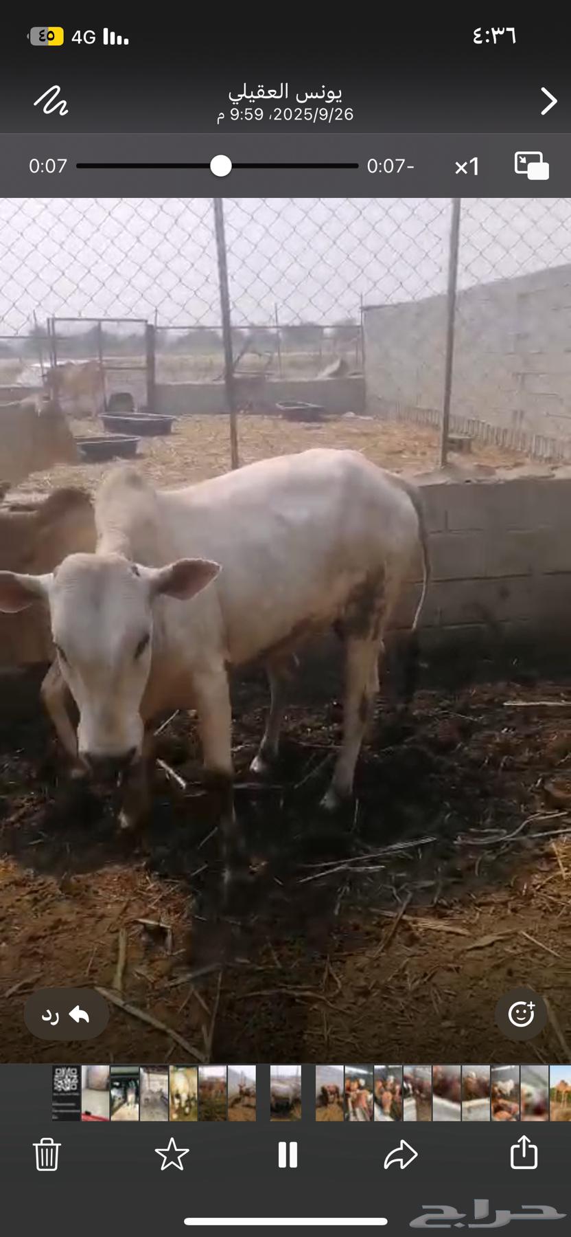 حسيل شركه ربع 125064614559332611111