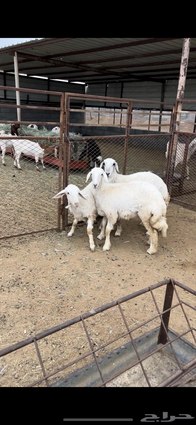 ارخال مقنا ولا ذيح - تم البيع64613802250370112