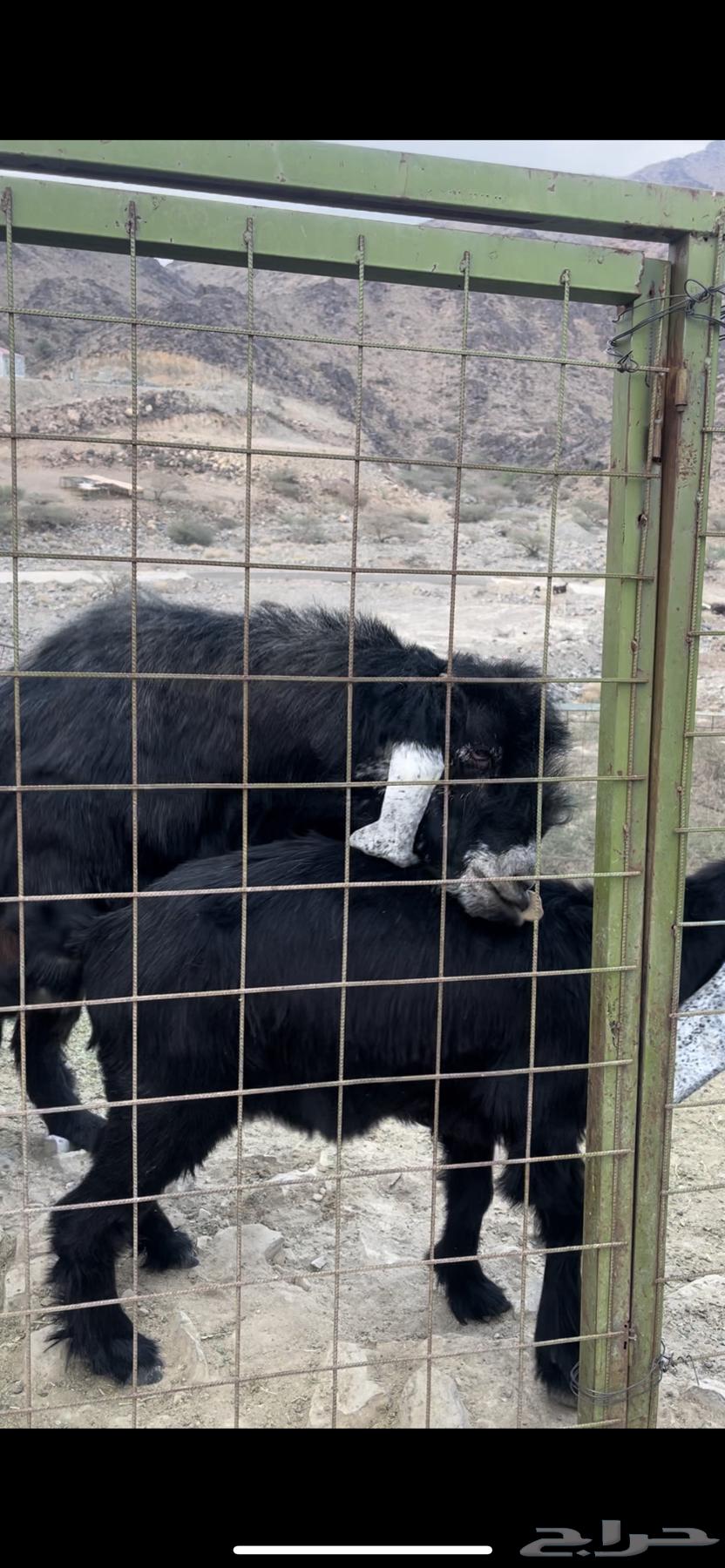 تيس عارضي فحل وصل السوم 1000 ريال64611142139009114