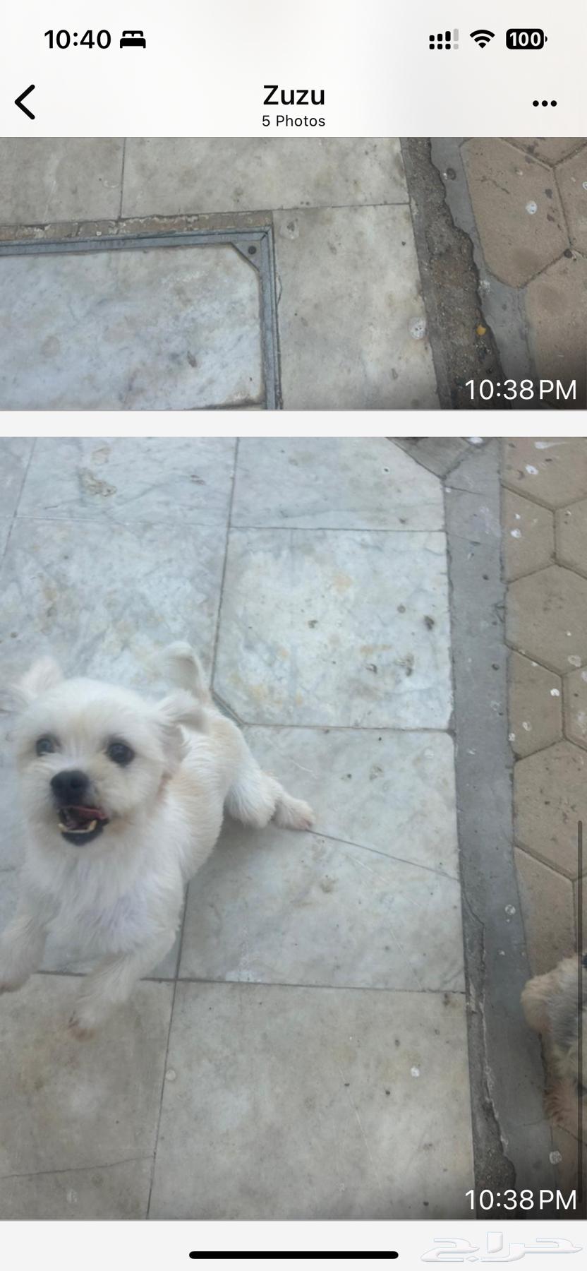 كلب اصلي للبيع بقيمة الف مئتان وخمسون ريال64615633246851113