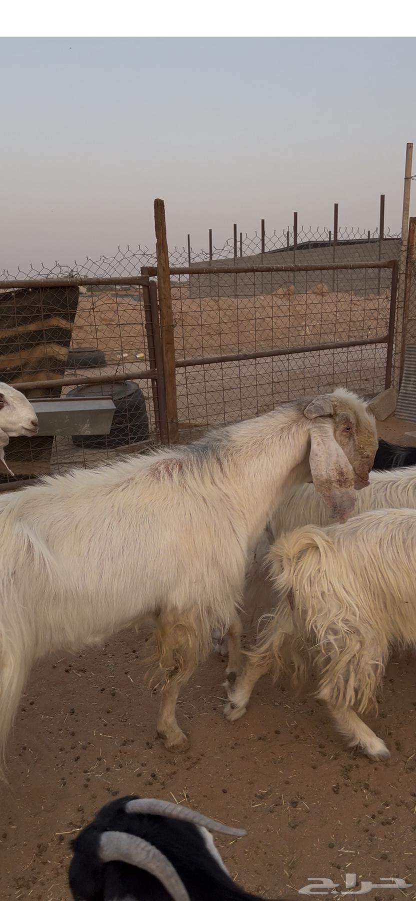 Tays Stallion for Sale, Healthy and Productive64610318039682113