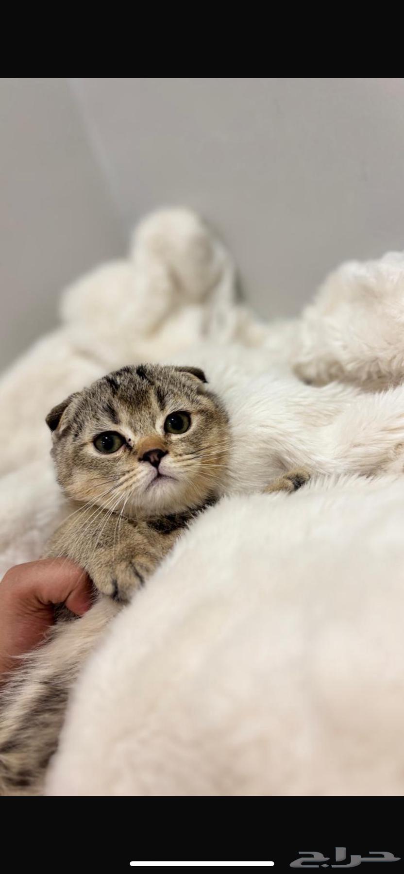 قطط سكوتش فولد و ستريت للبيع64611642422915110