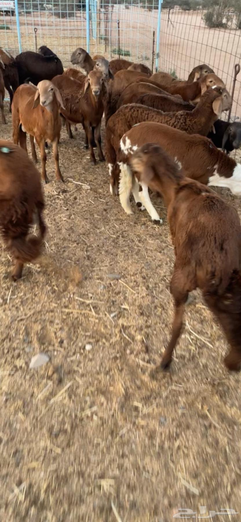 سواكن حمري فل شحم تربيه64613006504323113