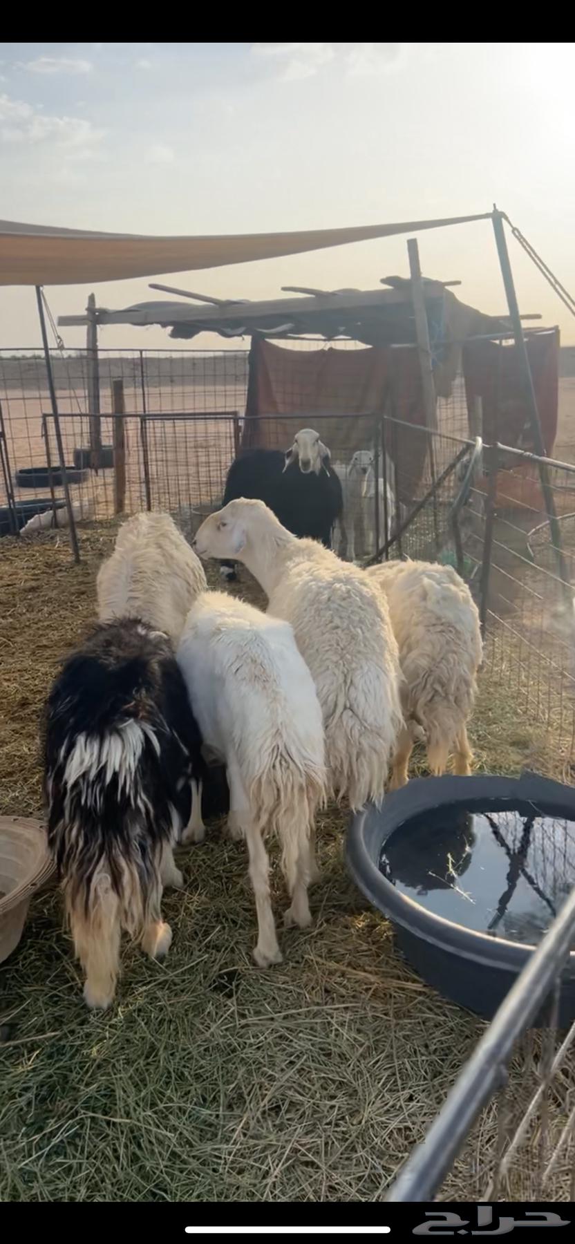 For Sale: Sheep, Najdi Sheep, and Goats64608961019139110