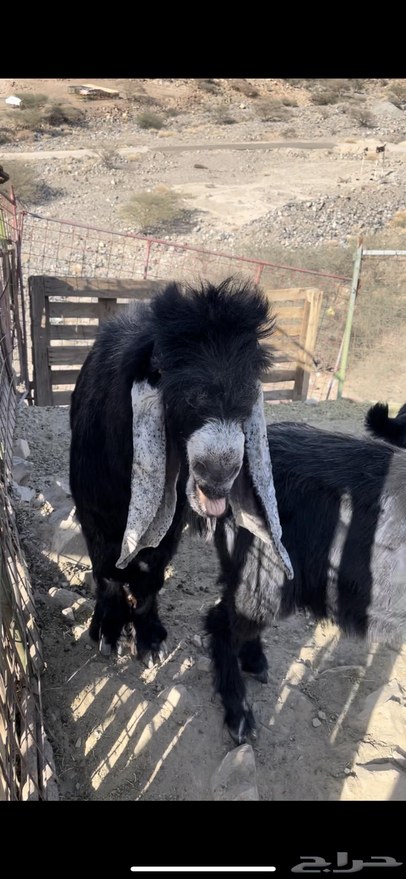 تيس عارضي فحل وصل السوم 1000 ريال64611142139009110