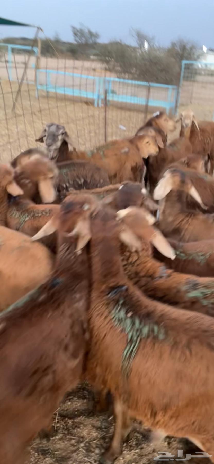 سواكن حمري فل شحم تربيه64613006504323112