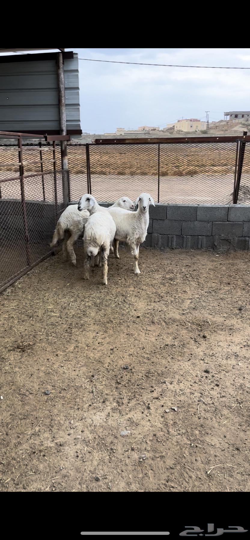 ارخال مقنا ولا ذيح - تم البيع64613802250370110