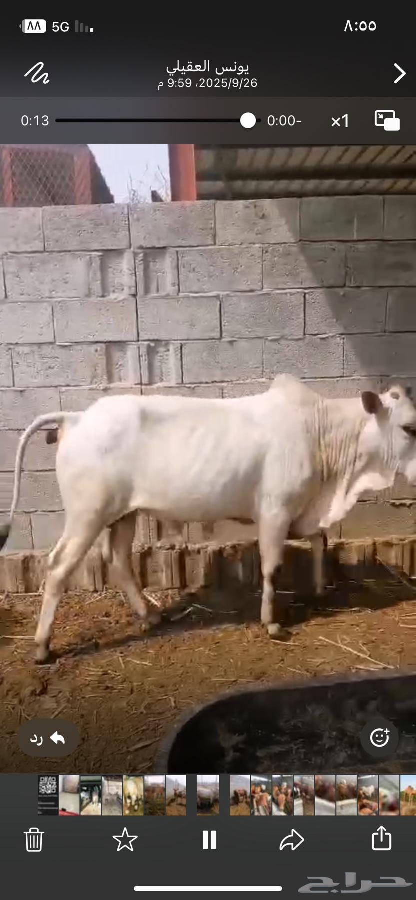 حسيل شركه ربع 125064614559332611110