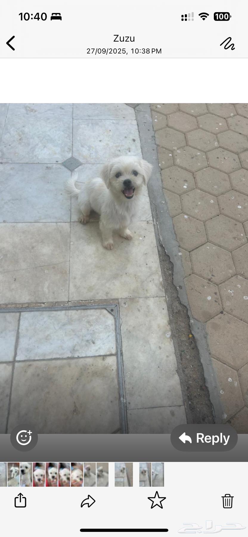 كلب اصلي للبيع بقيمة الف مئتان وخمسون ريال64615633246851112