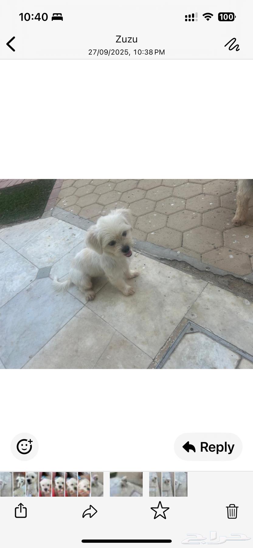 كلب اصلي للبيع بقيمة الف مئتان وخمسون ريال64615633246851110