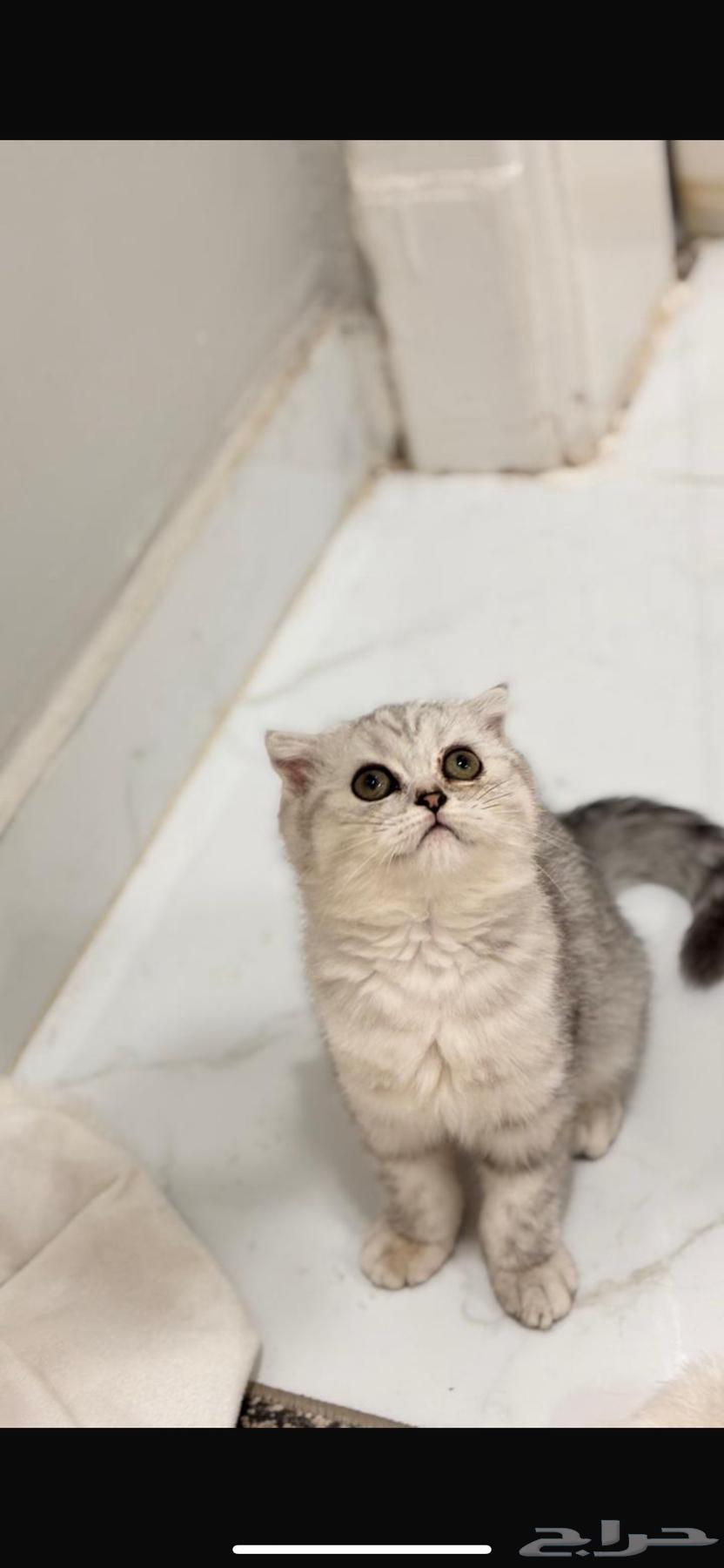 قطط سكوتش فولد و ستريت للبيع64611642422915111