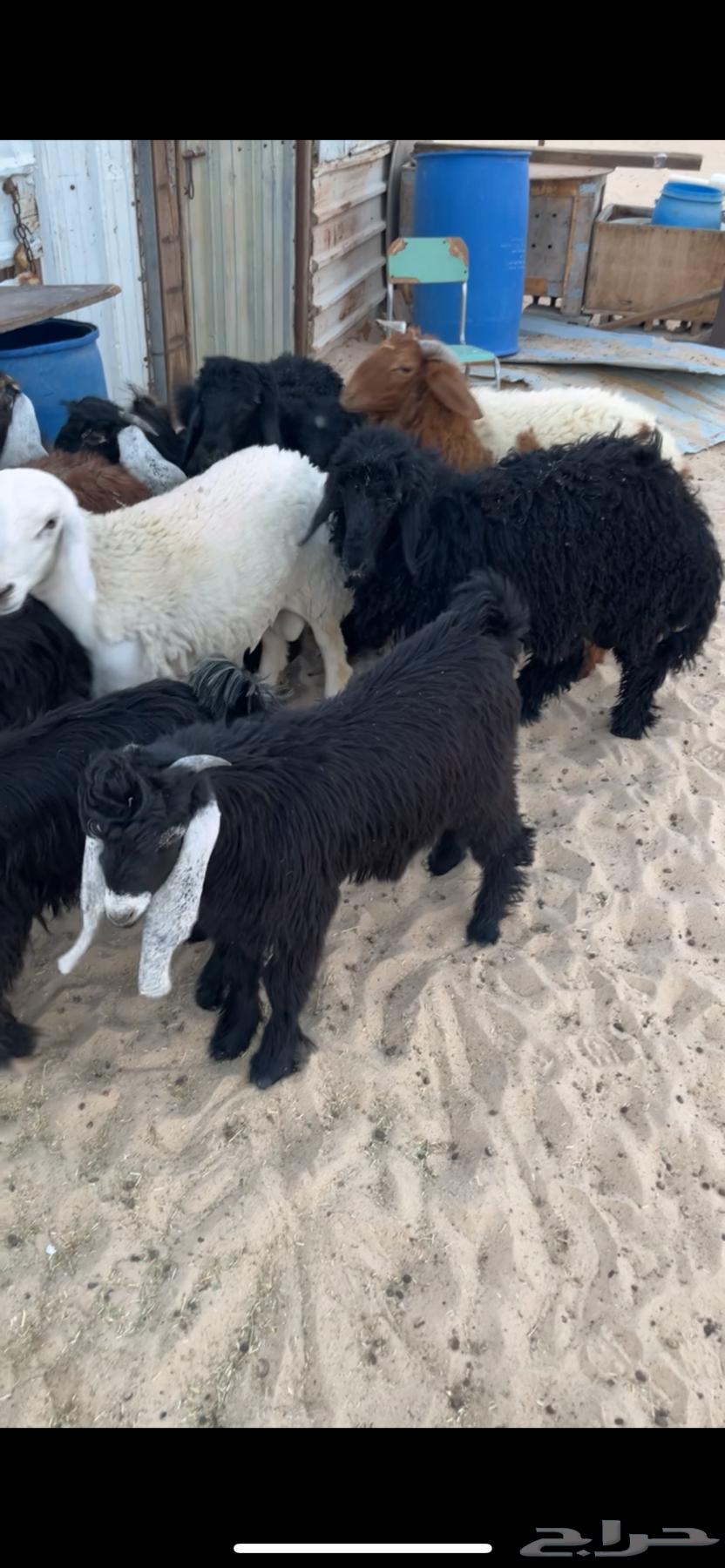 Wild Goats and Sheep for Sacrifice, Feed-Restricted and Uninjected64613606204547110