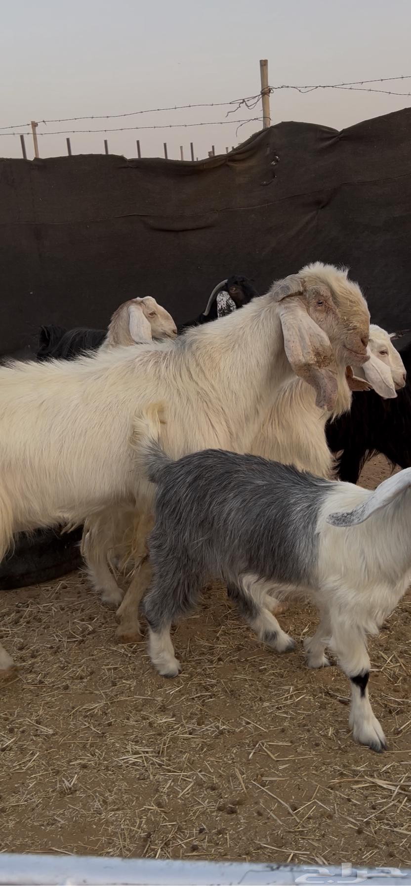 Tays Stallion for Sale, Healthy and Productive64610318039682112