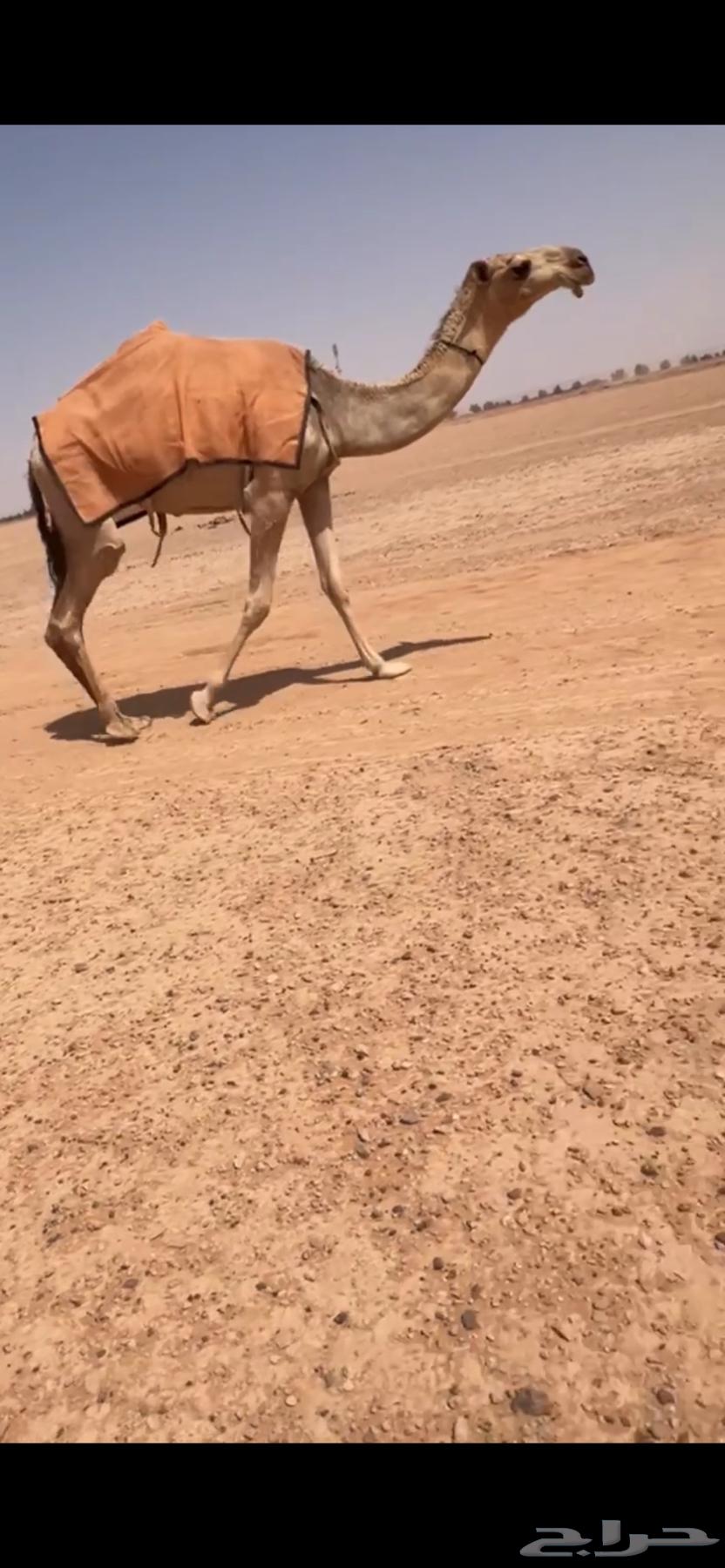 للبيع بكره مفروده باتليه64613508911746110