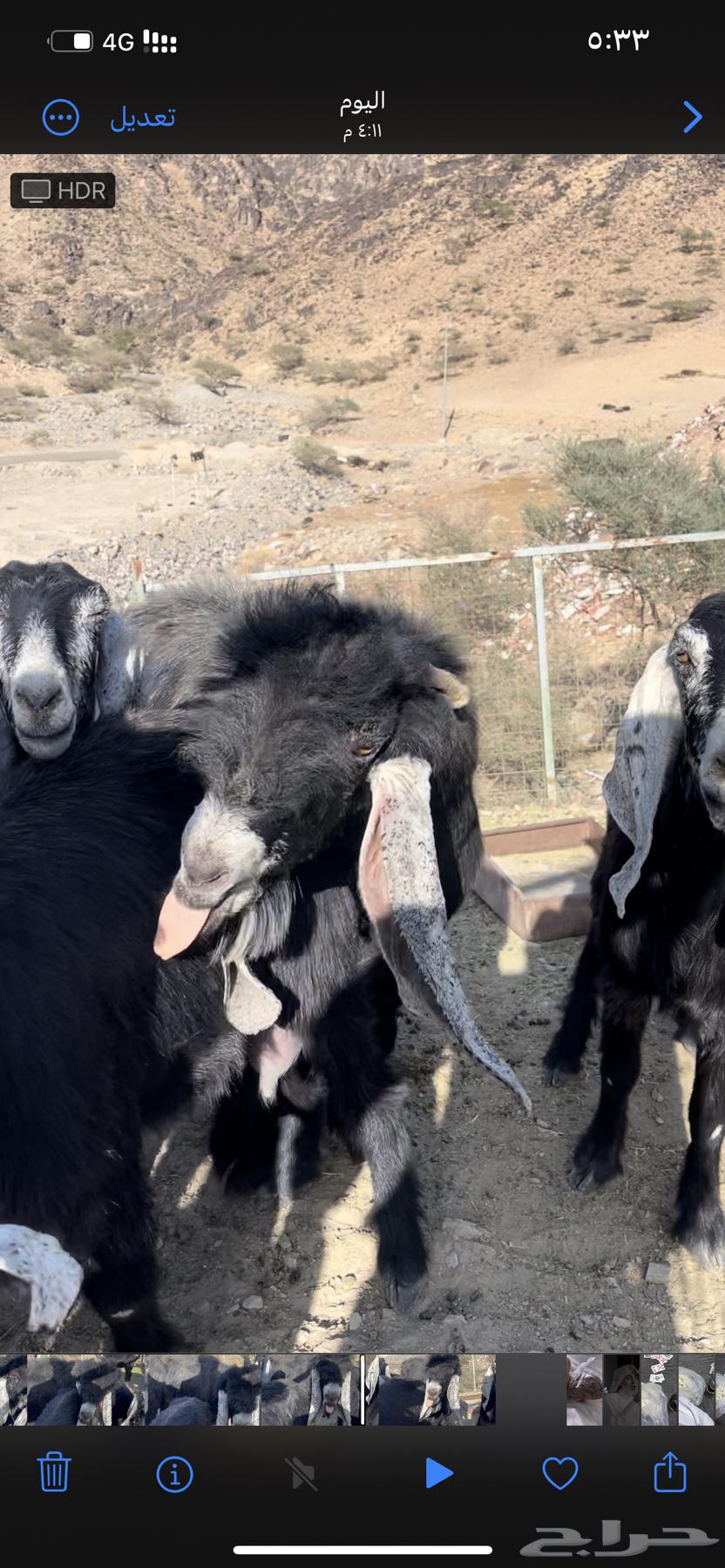 تيس عارضي فحل وصل السوم 1000 ريال64611142139009111