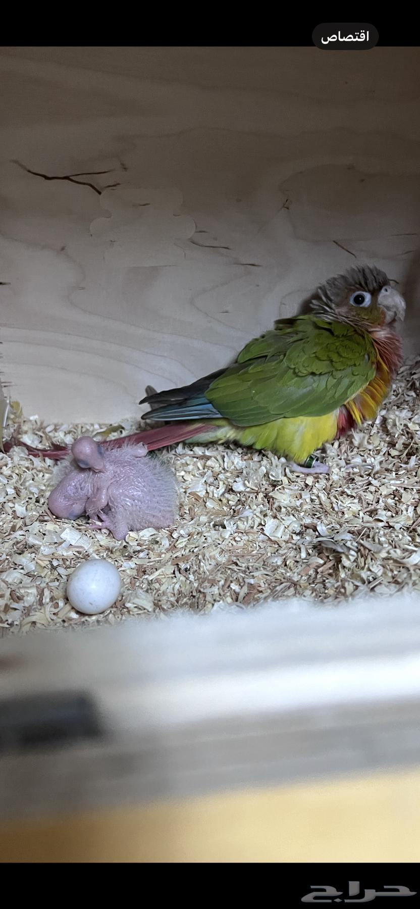 زوج كنيور للبيع64614472046722111