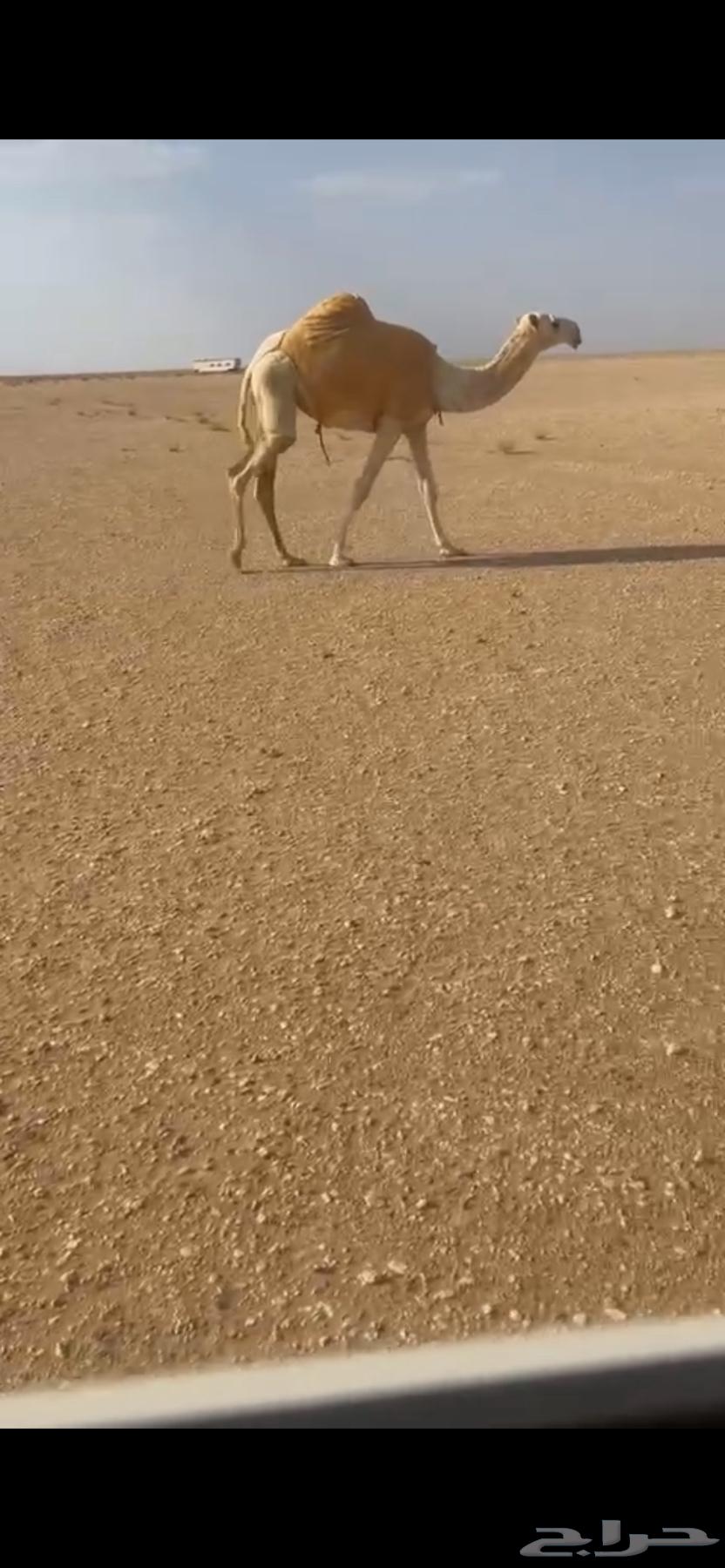 Selling a virgin Battleye account with a clean record64607122519555110