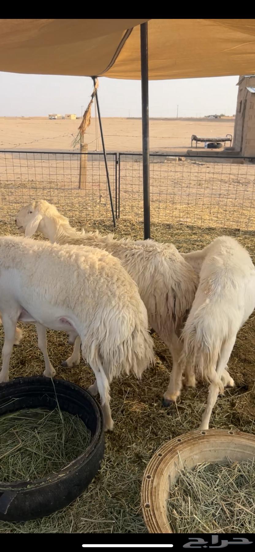 For Sale: Sheep, Najdi Sheep, and Goats64608961019139112