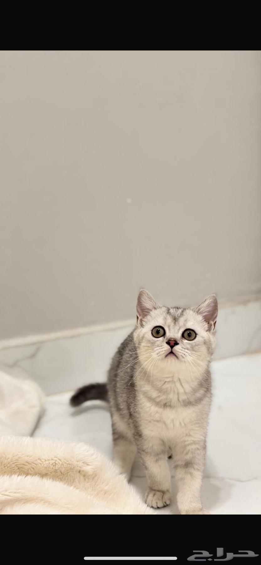 قطط سكوتش فولد و ستريت للبيع64611642422915114