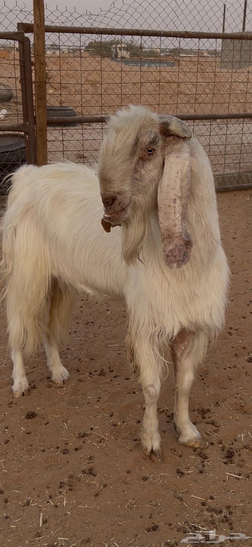 Tays Stallion for Sale, Healthy and Productive64610318039682111