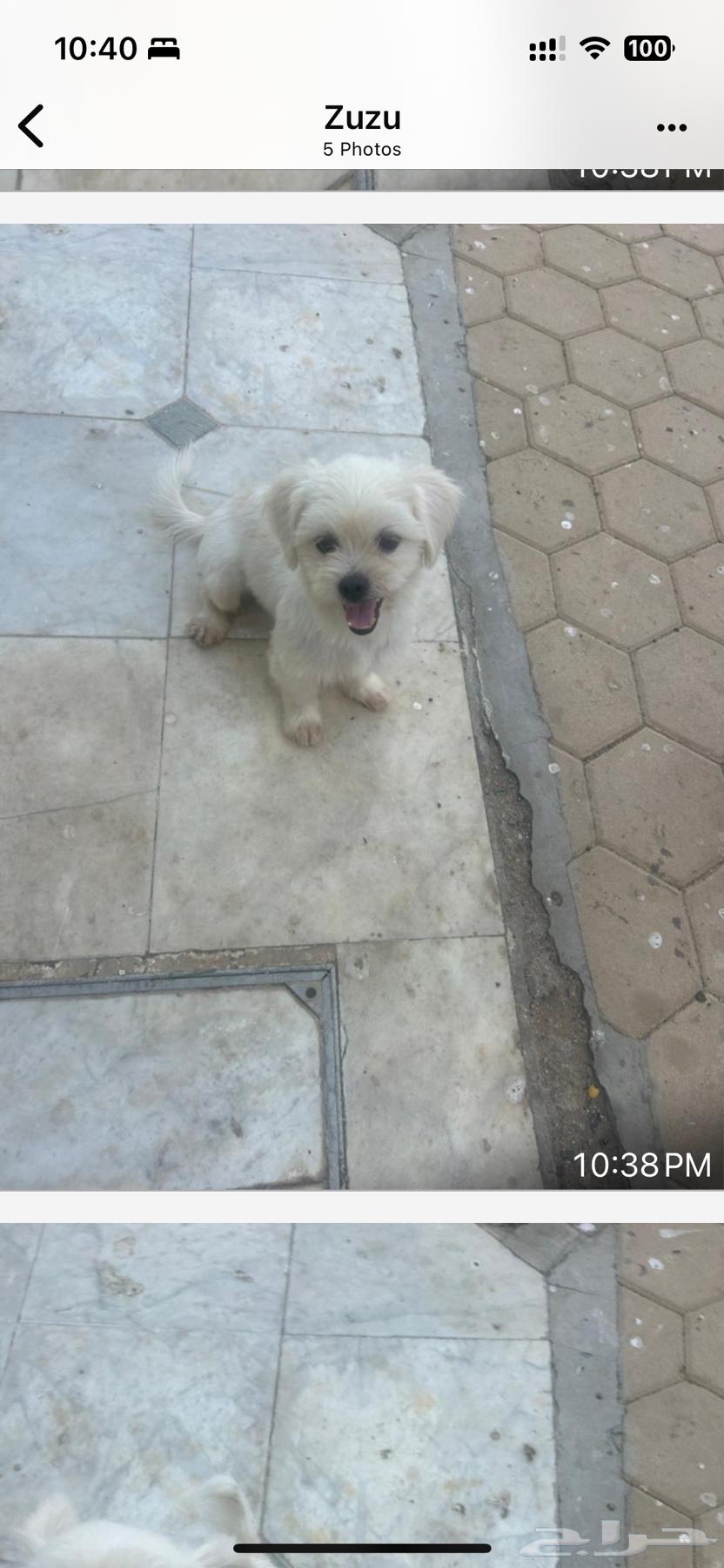 كلب اصلي للبيع بقيمة الف مئتان وخمسون ريال64615633246851111