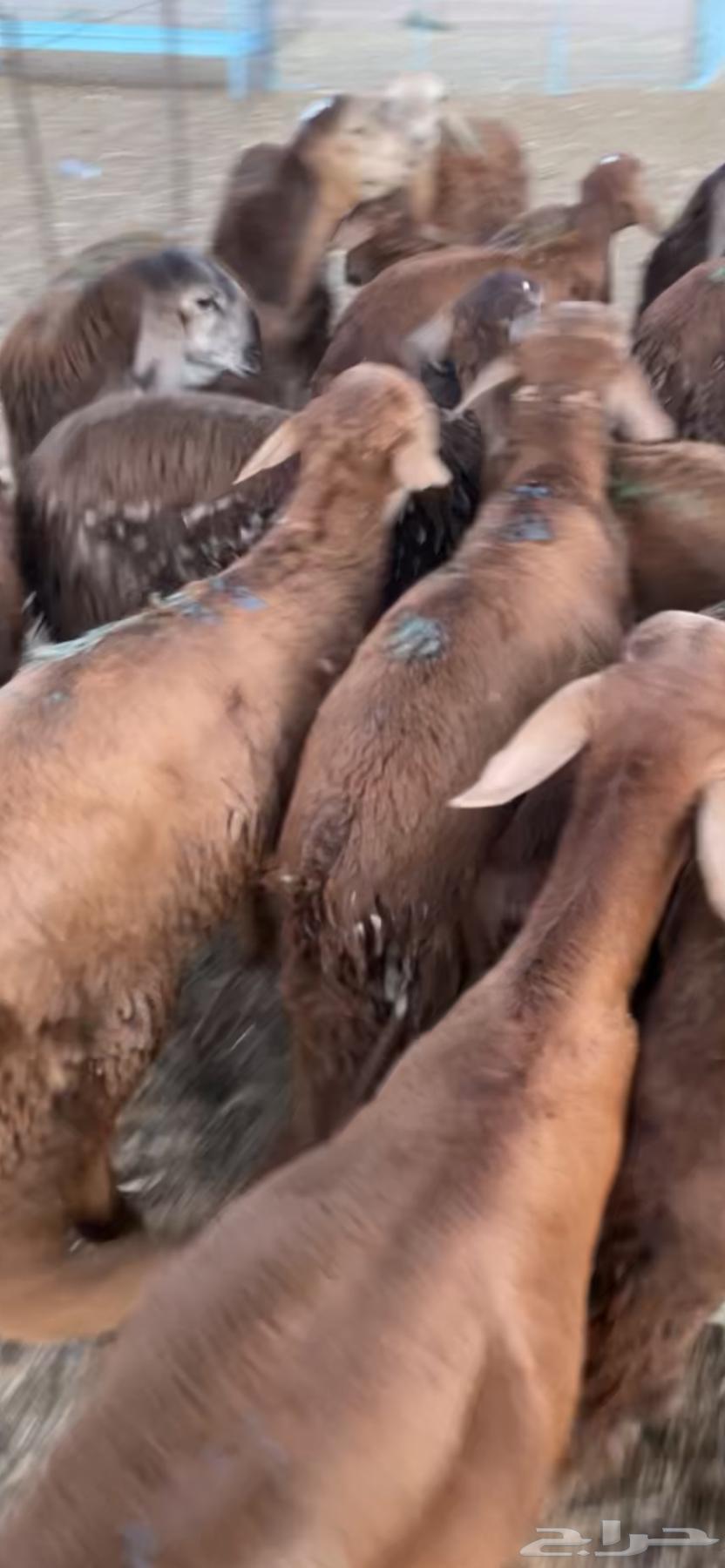 سواكن حمري فل شحم تربيه64613006504323114