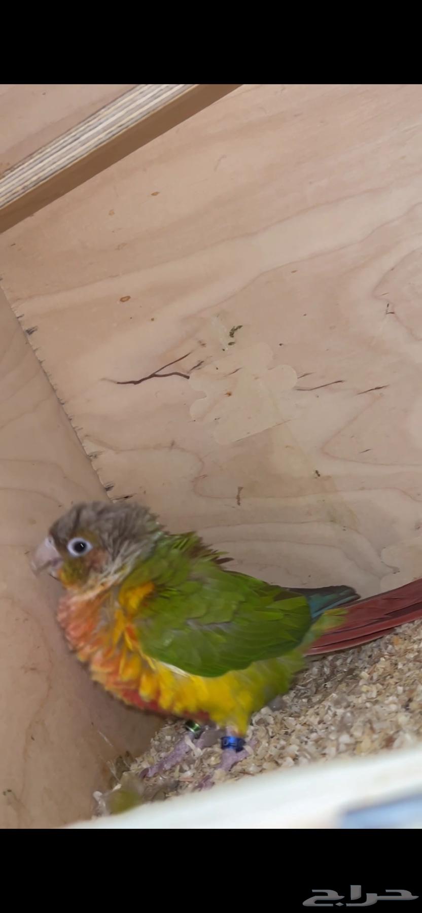 زوج كنيور للبيع64614472046722110