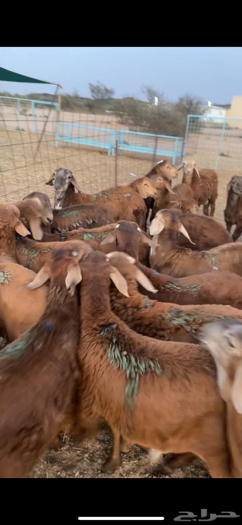 سواكن حمري فل شحم تربيه64613006504323111