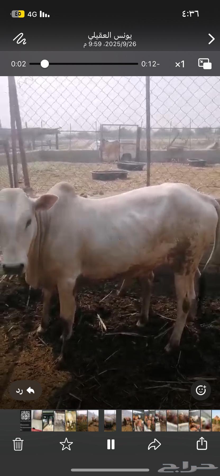 حسيل شركه ربع 125064614559332611113