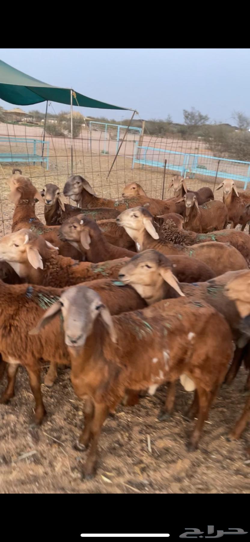 سواكن حمري فل شحم تربيه64613006504323110