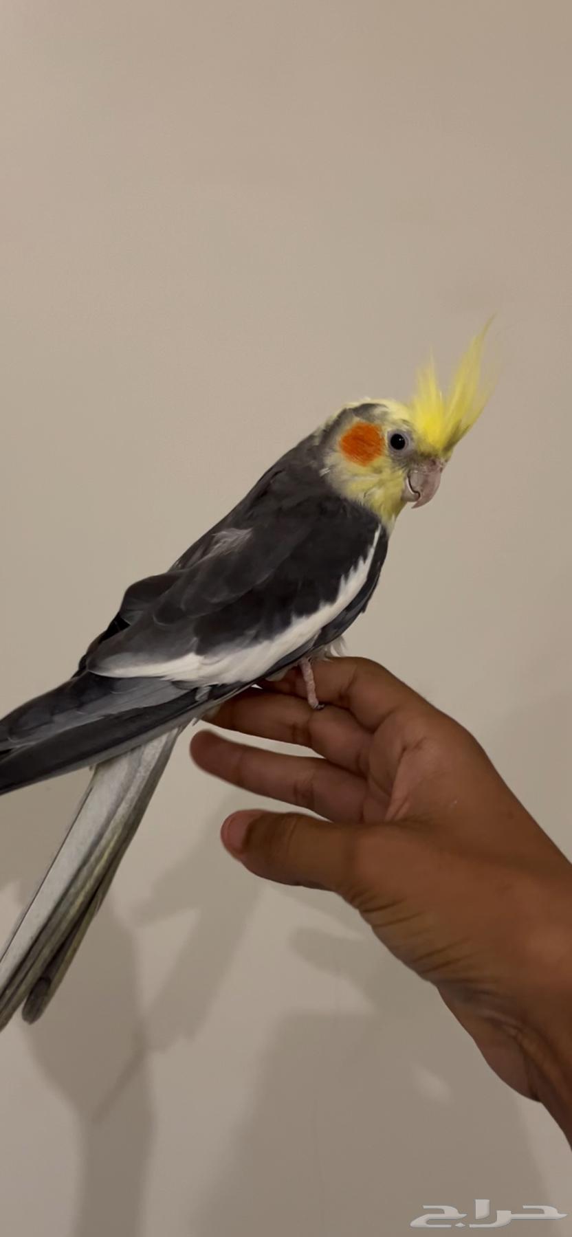 ذكر كروان جاهز تم البيع64613092659203110