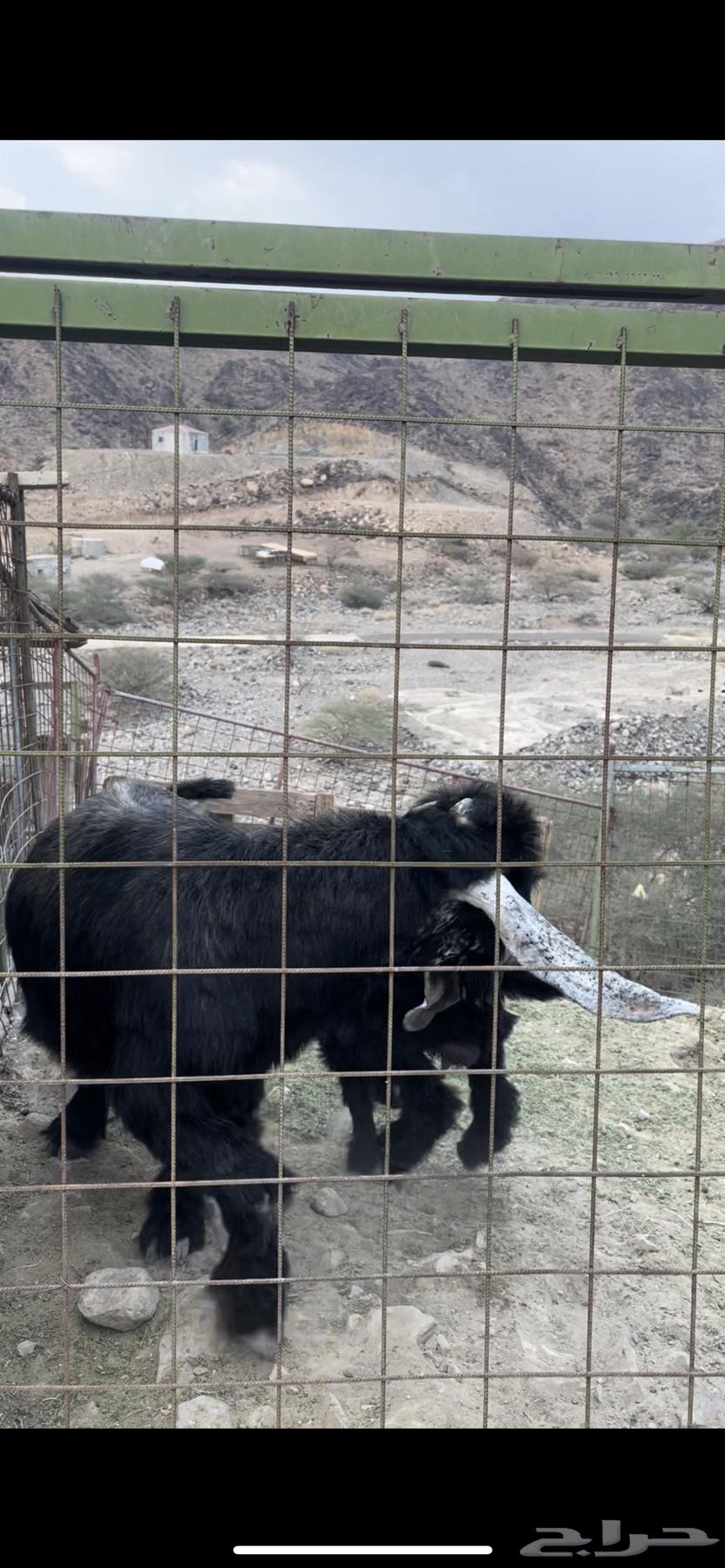 تيس عارضي فحل وصل السوم 1000 ريال64611142139009113