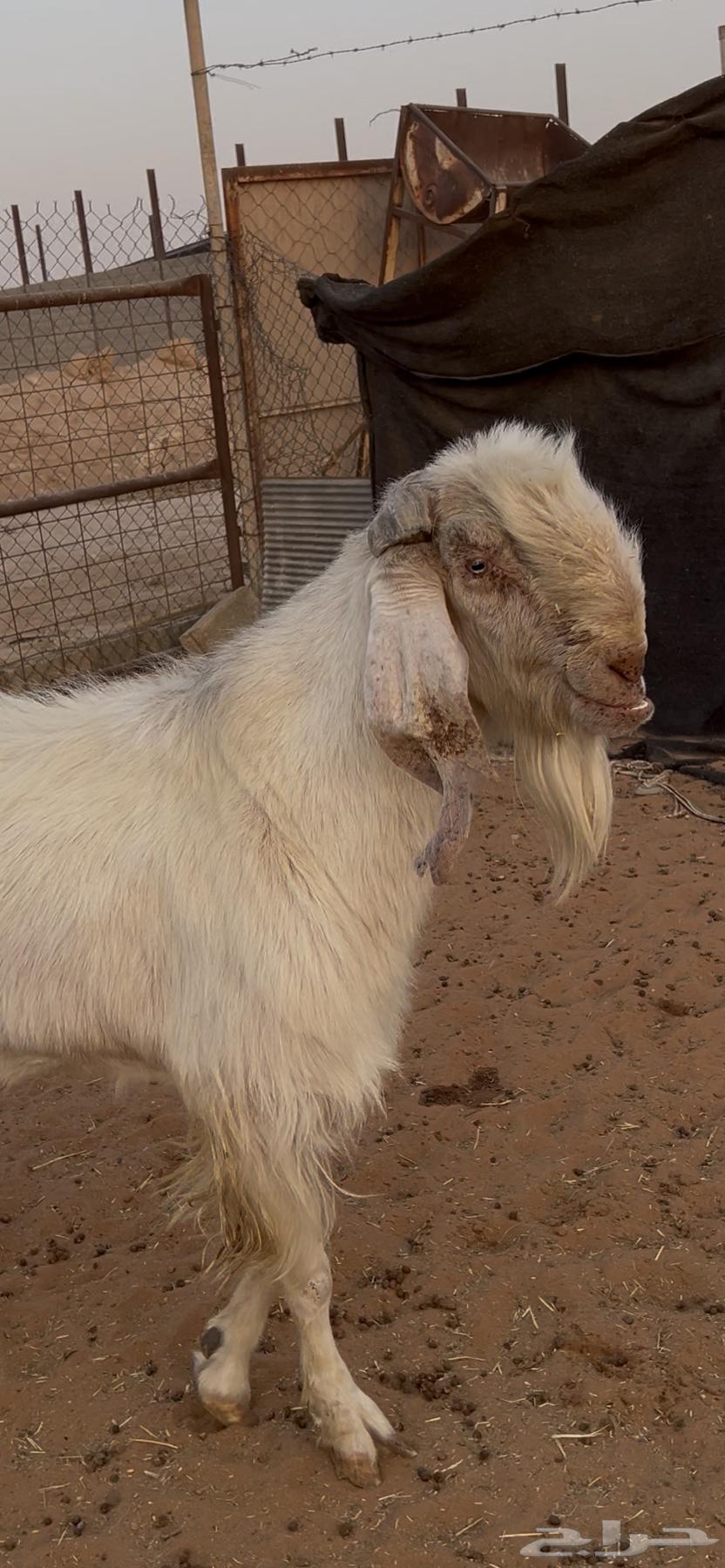 Tays Stallion for Sale, Healthy and Productive64610318039682110