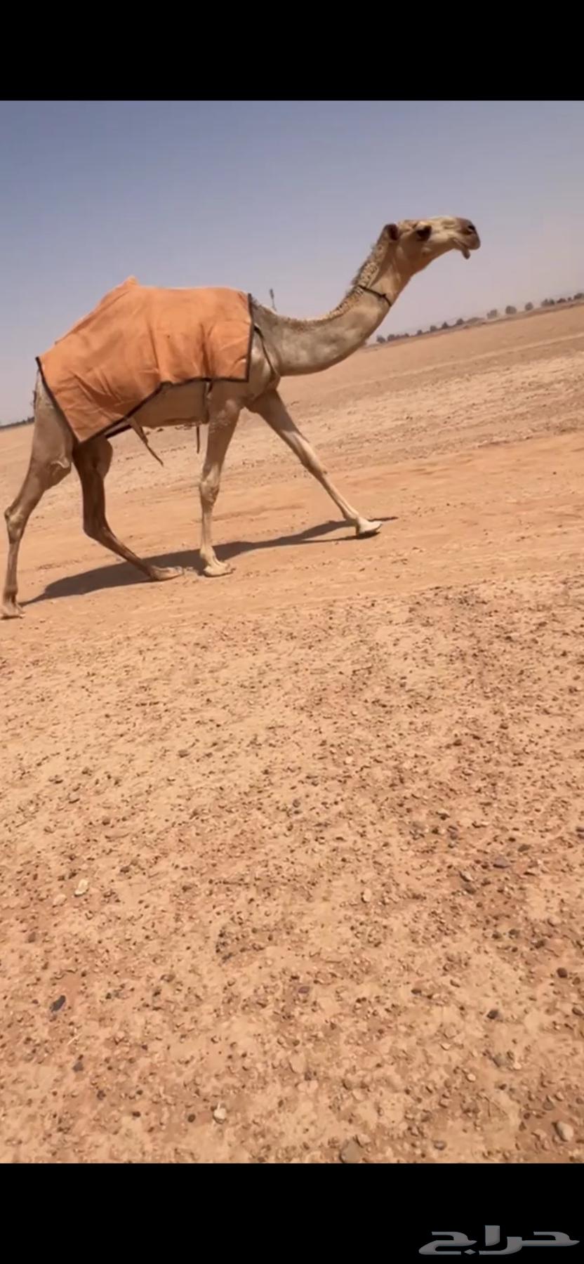 للبيع بكره مفروده باتليه64613508911746111