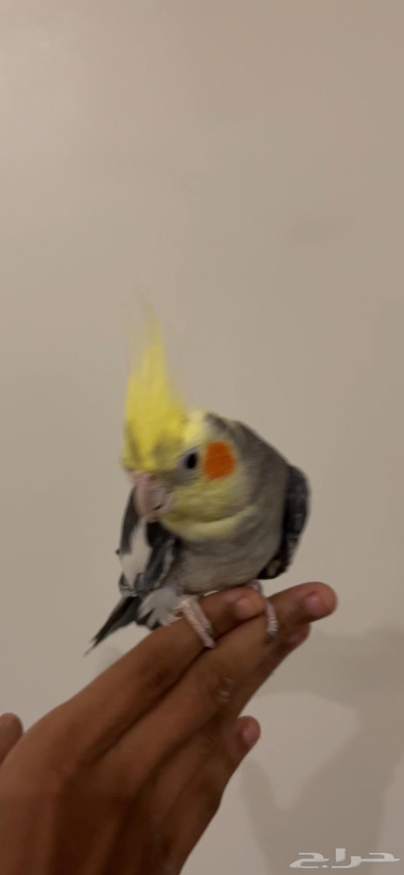 ذكر كروان جاهز تم البيع64613092659203111