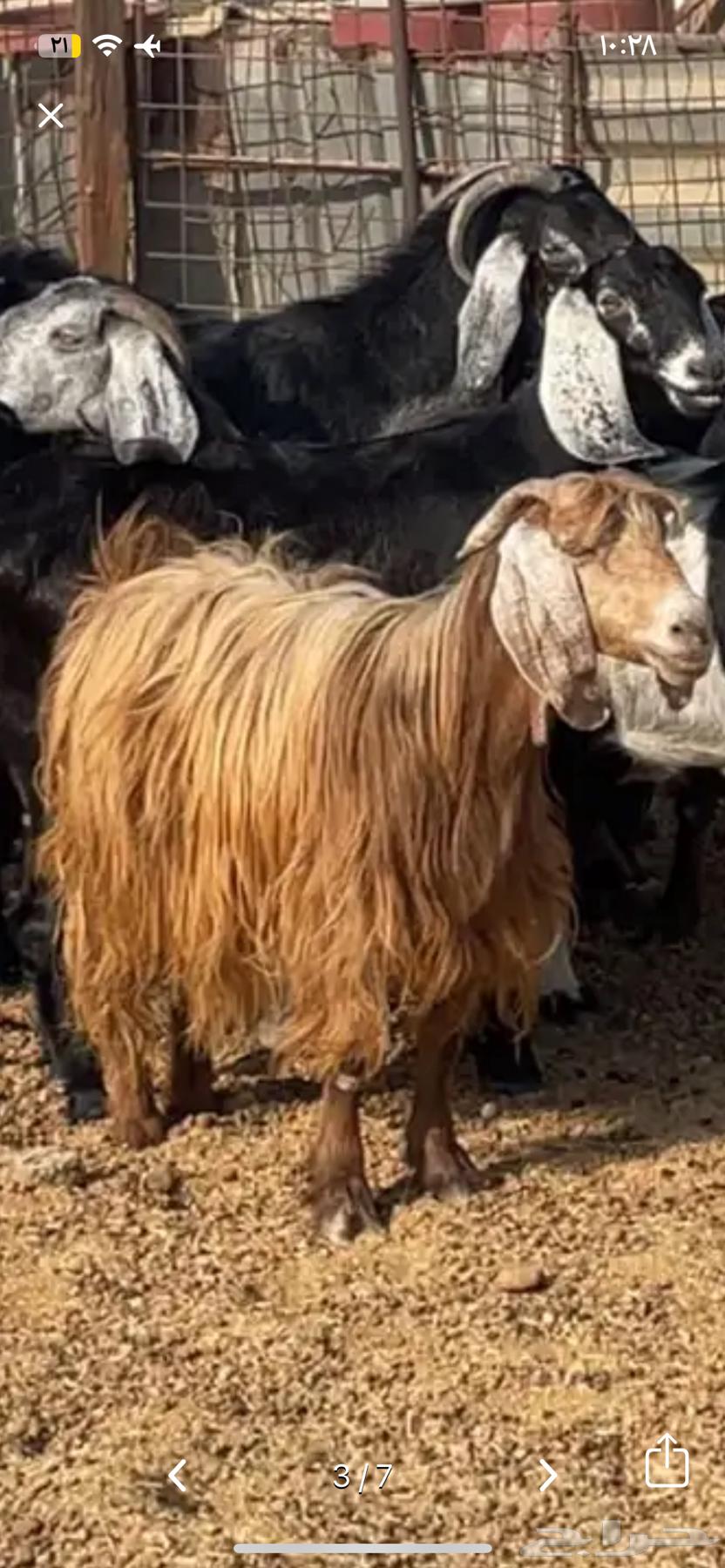 معزا البيع64488865835265113