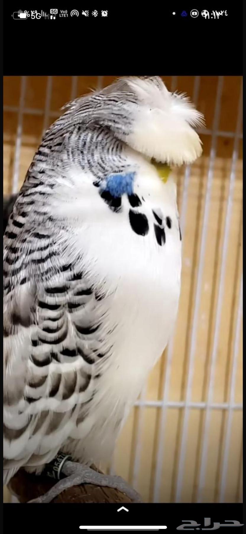 Badge Ingleish for Crest64608529335938110