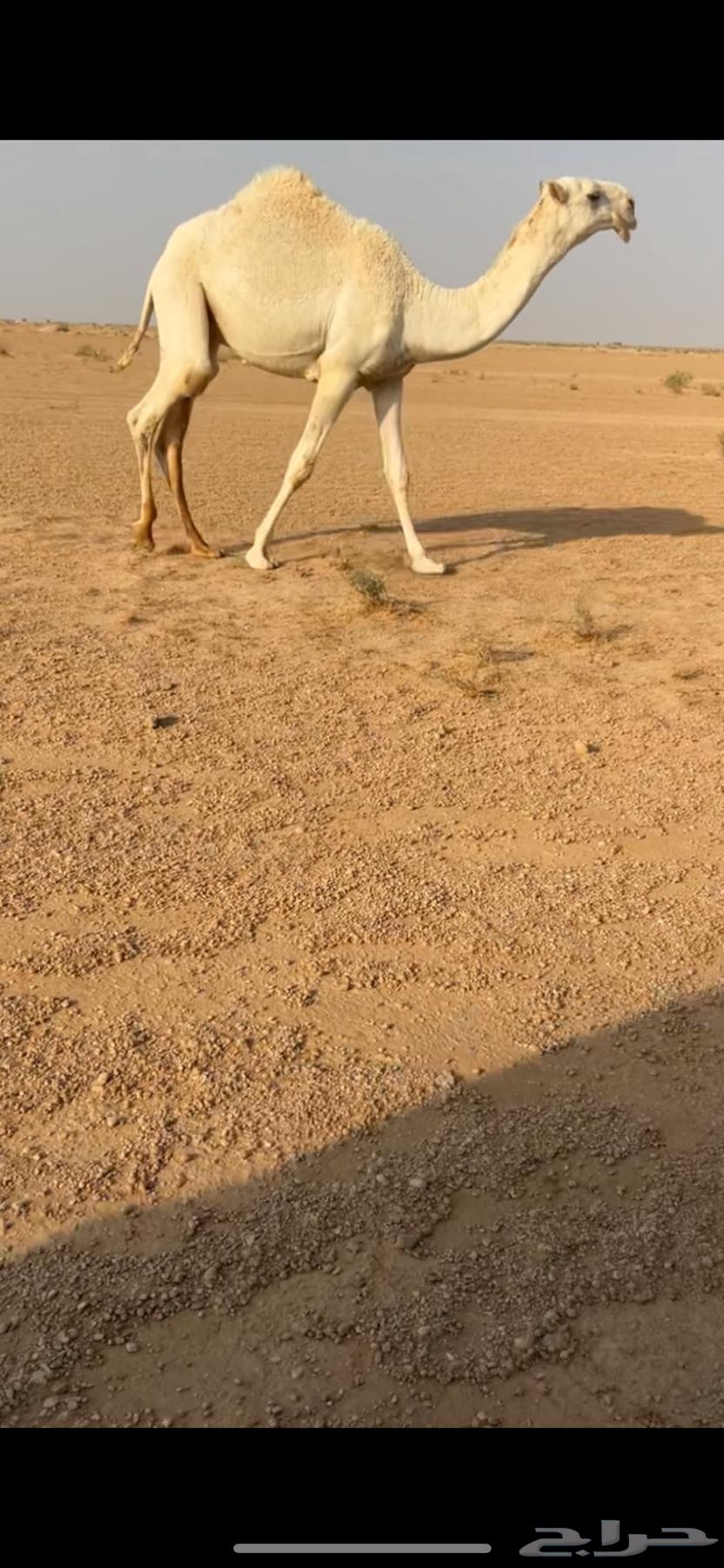 Individual Qa3ood64608315952642113