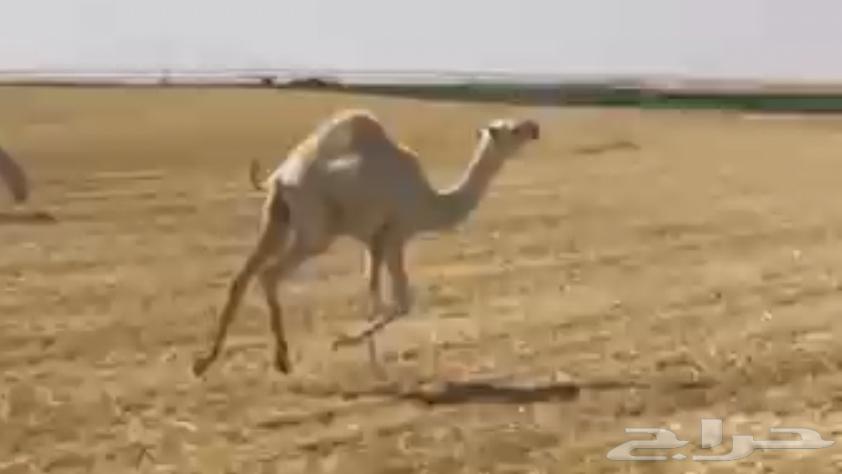 حاشي لا البيع عمره6 شهور64614917811714110