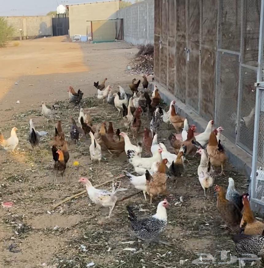 للبيع دجاج بياض بلدي و فرنسي وفيومي64612102849923110