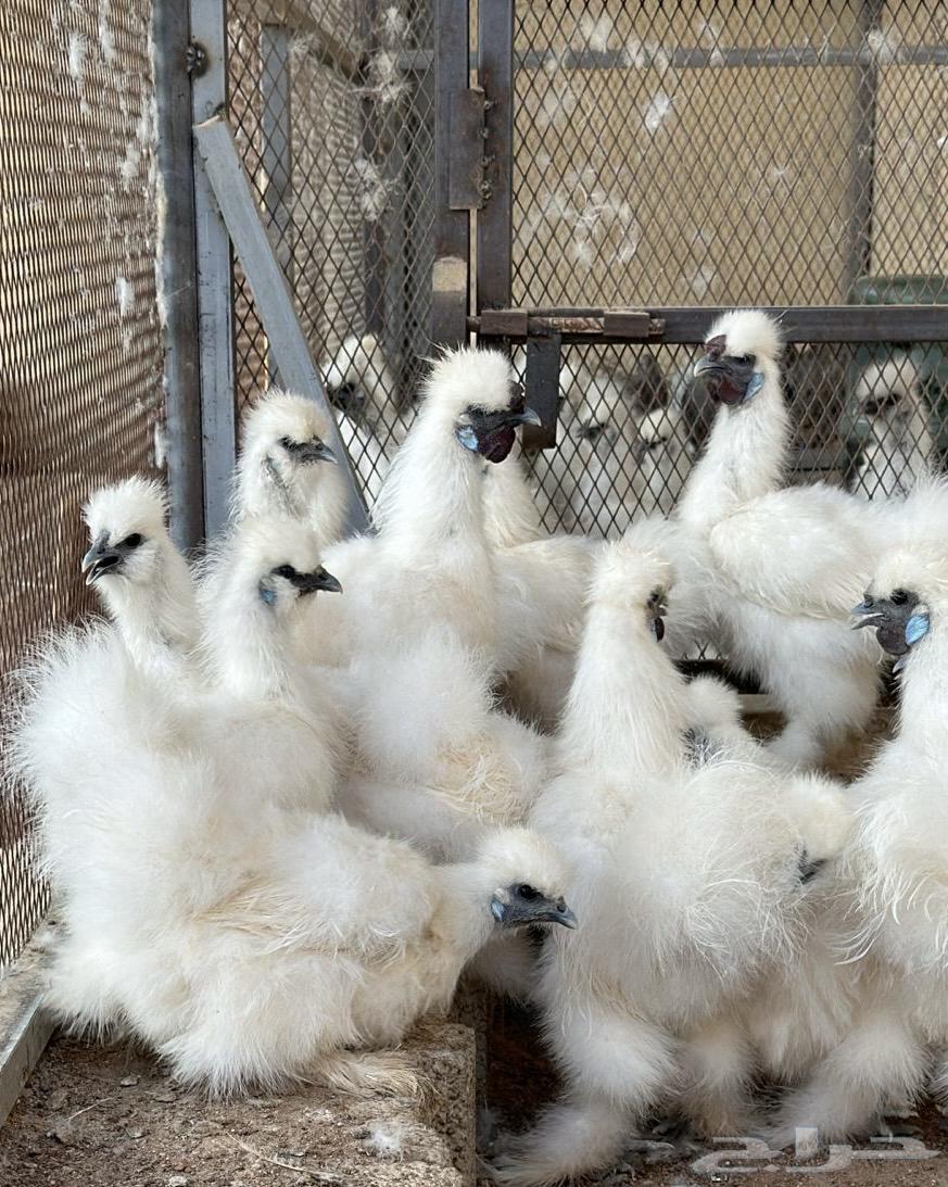 دجاج سلكي ( قطني ) توووب64614459608449112