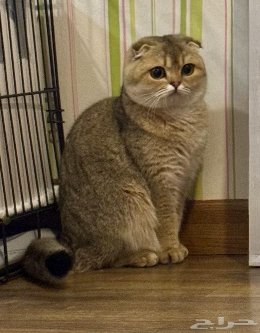 سكوتش فولد بيور مسجلة64610430151298110